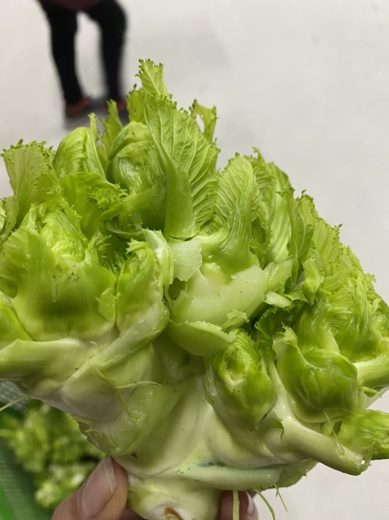 儿菜大量