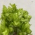 儿菜大量