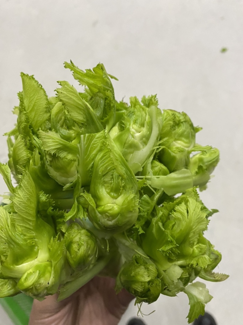 儿菜大量