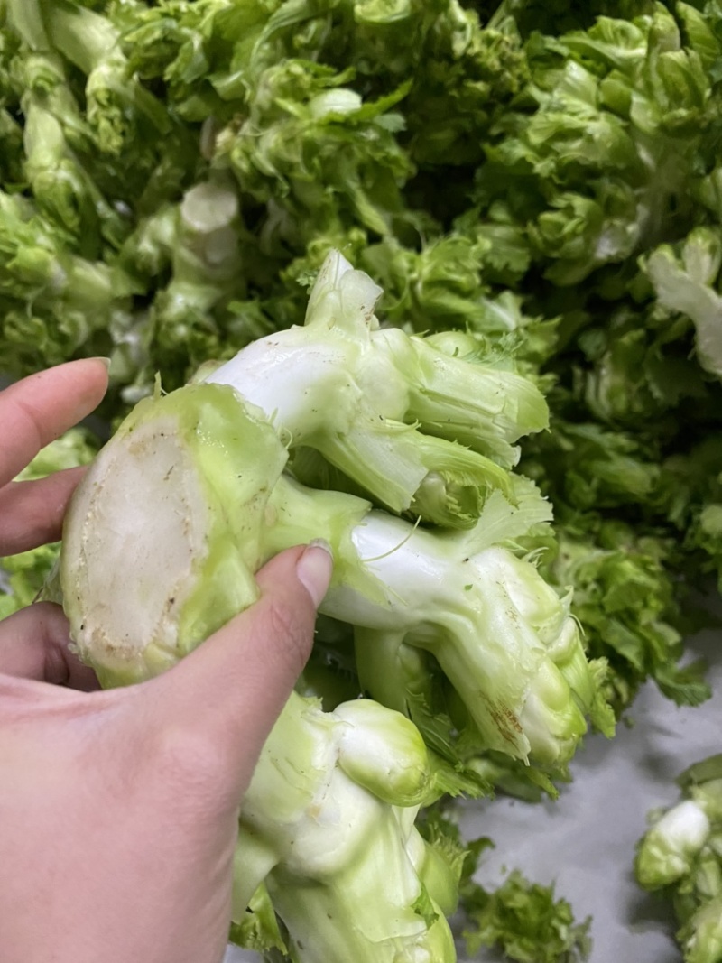 儿菜大量