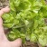 儿菜大量