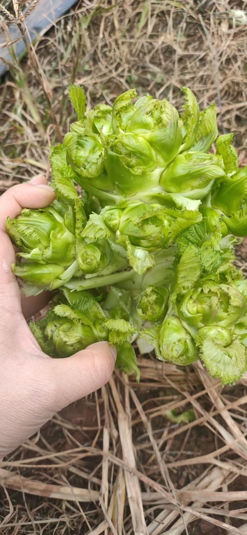 儿菜大量