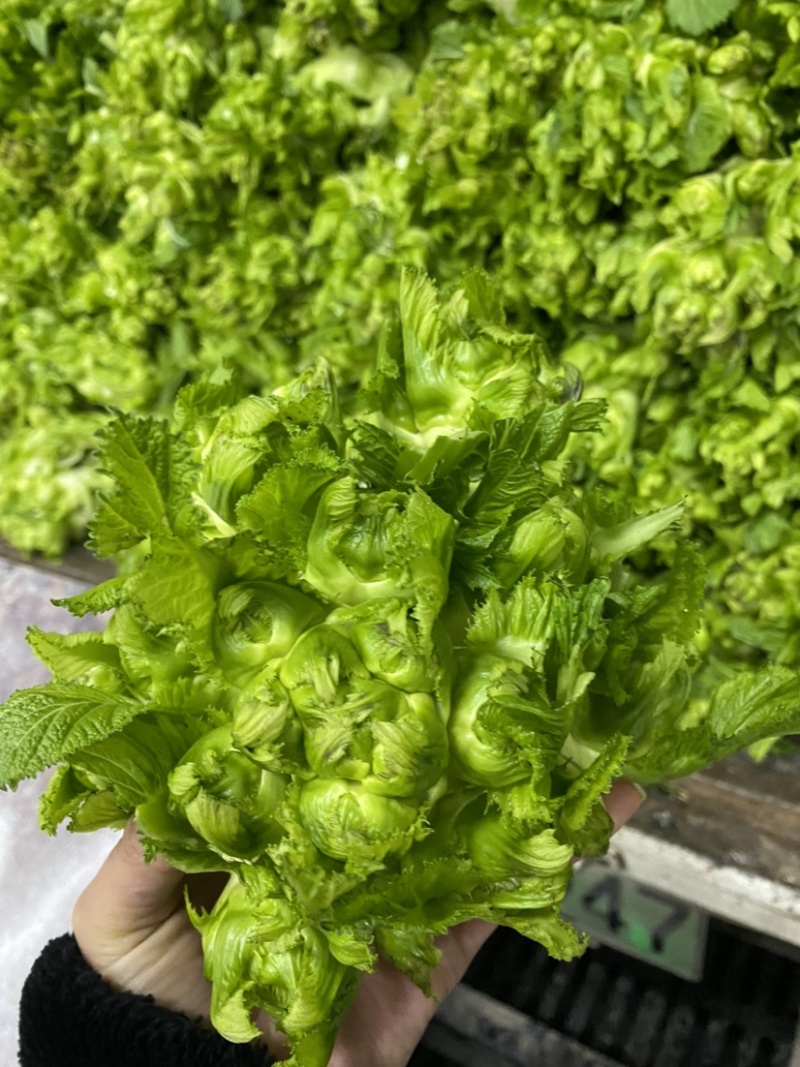 儿菜大量