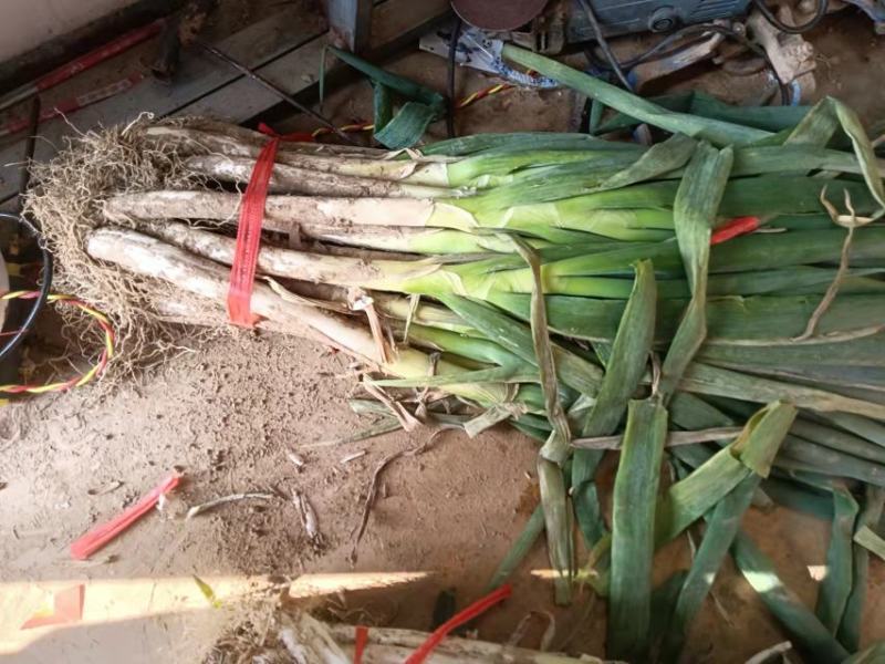 大葱，铁杆大葱，葱白长无黑点，自家种植，现挖现发，全国发