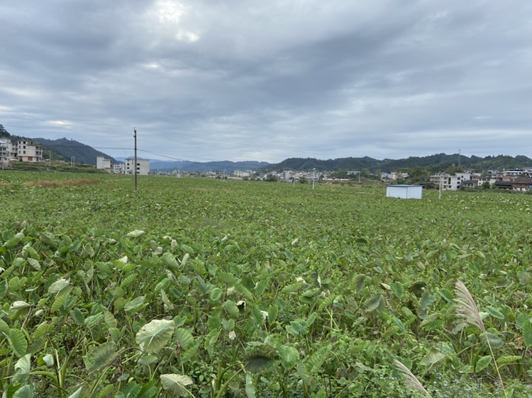 广西荔浦芋头种植基地航拍图