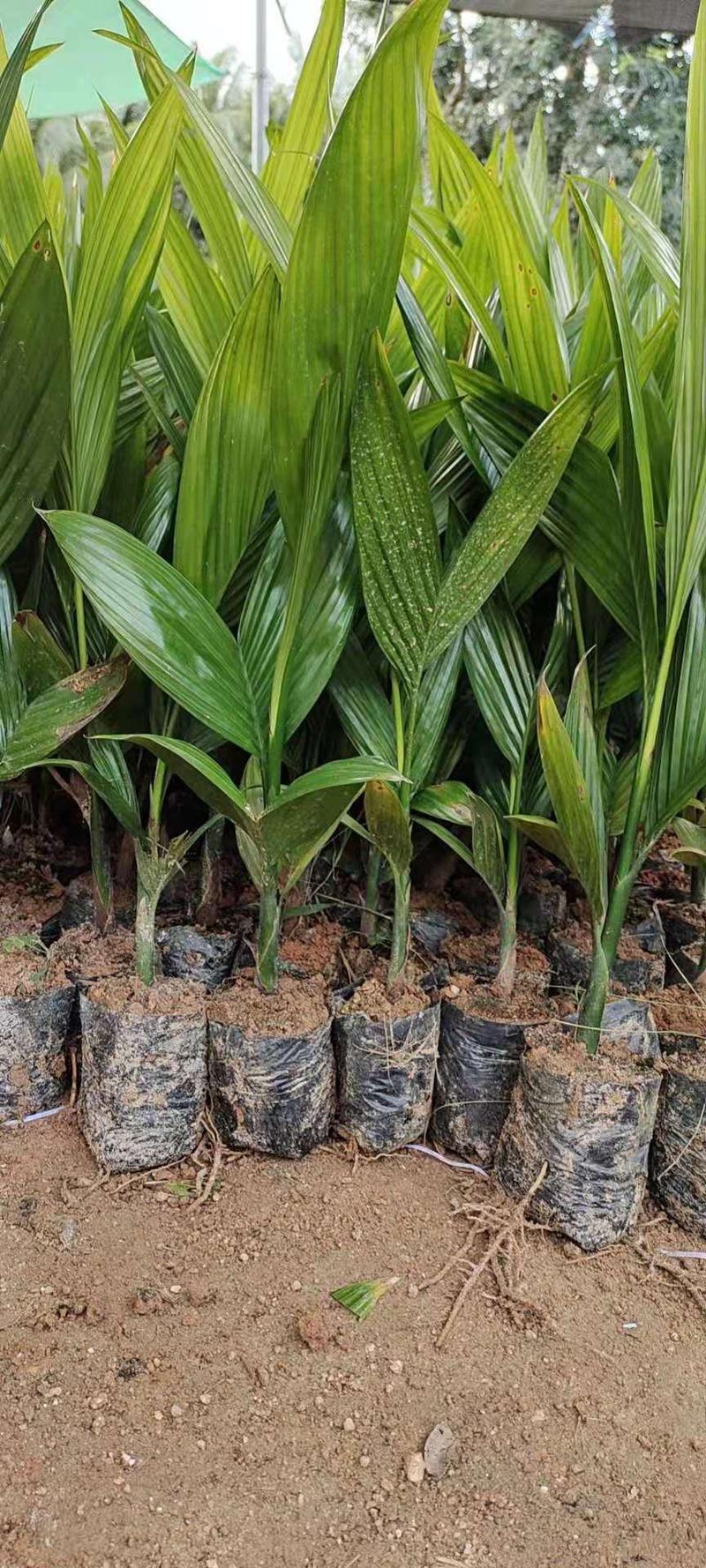 海南本地槟榔果苗槟榔杯苗品种纯正免费提供技术指导