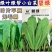 绿叶绿帮青梗小白菜种子碧绿快菜耐热耐湿20天上市无毛