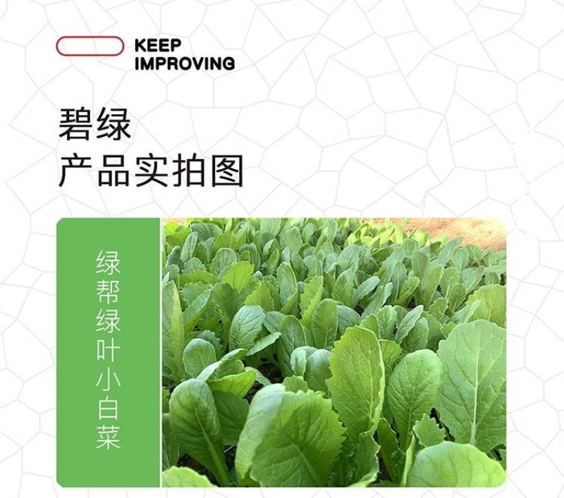 绿叶绿帮青梗小白菜种子碧绿快菜耐热耐湿20天上市无毛