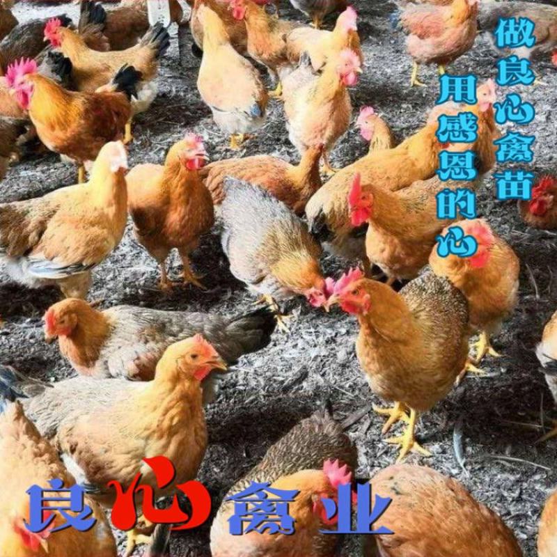 出售优质灵山麻土鸡苗质量保证运输中包成活