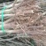 二年秋月梨苗，基地直批，品质保证，免费栽植技术，量大价优