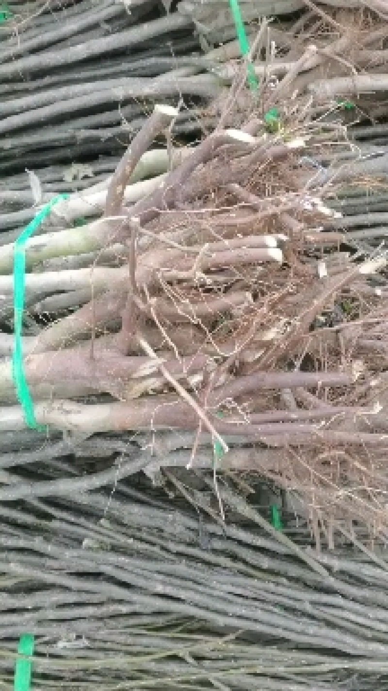 二年秋月梨苗，基地直批，品质保证，免费栽植技术，量大价优