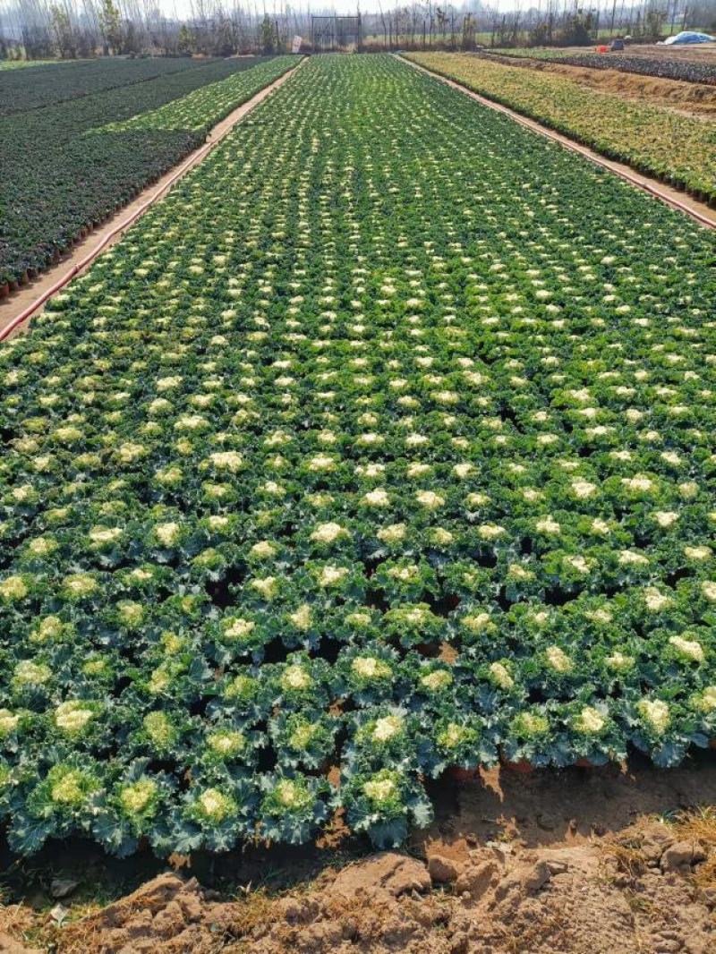 羽衣甘蓝秋冬季节专用草花，苗圃直供，量大从优欢迎垂询！
