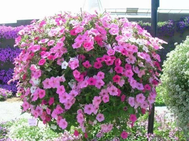 矮牵牛花种子碧冬茄种子喇叭花种子庭院阳台种子景观花海
