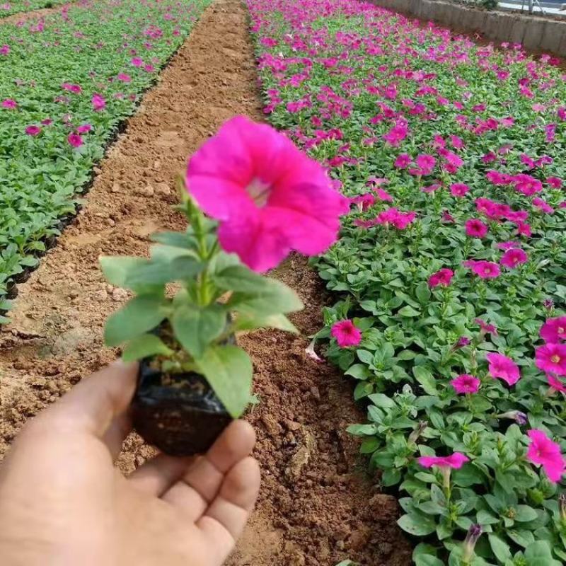 矮牵牛花种子碧冬茄种子喇叭花种子庭院阳台种子景观花海