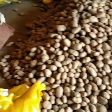 白心土豆