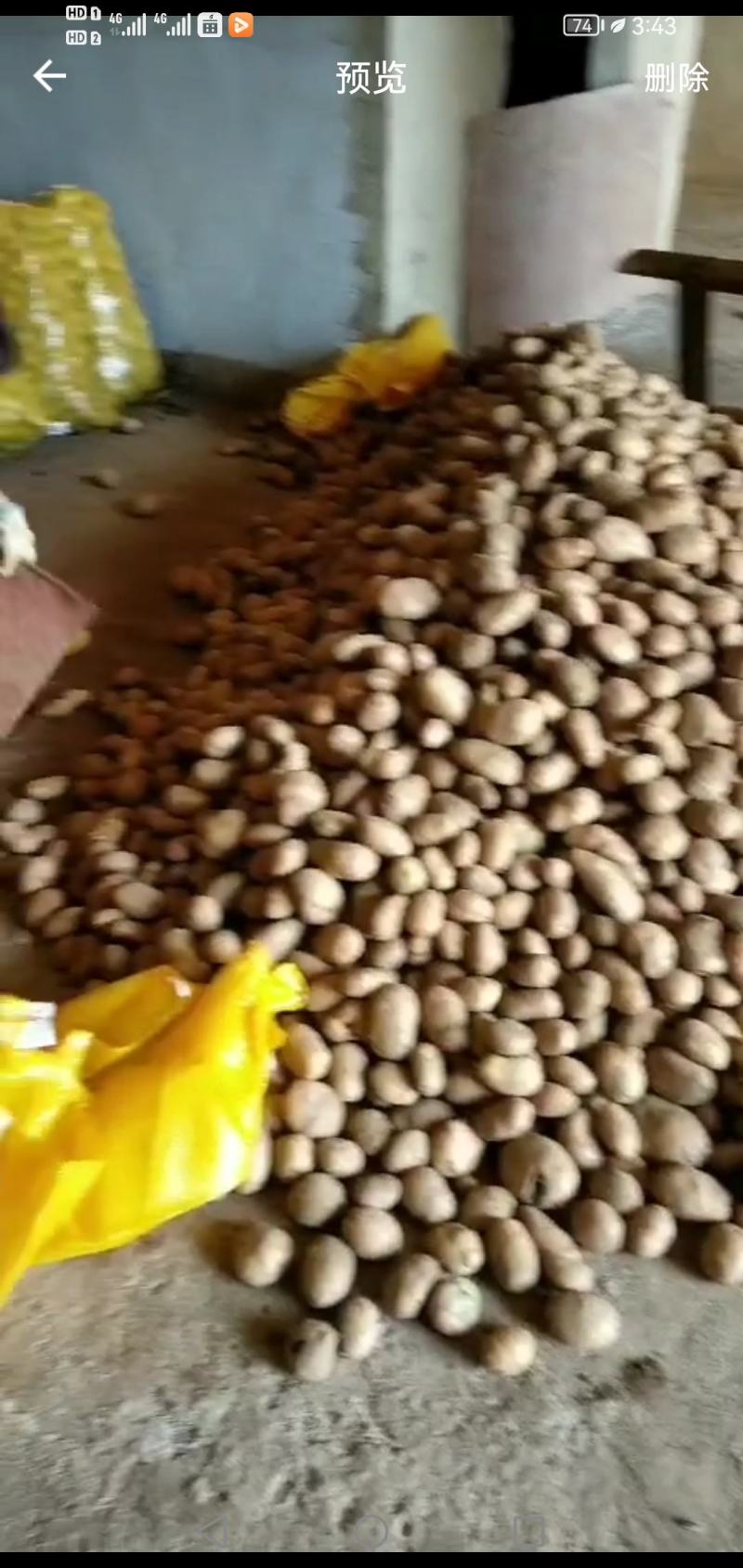 白心土豆