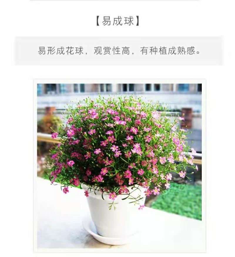 满天星花种子