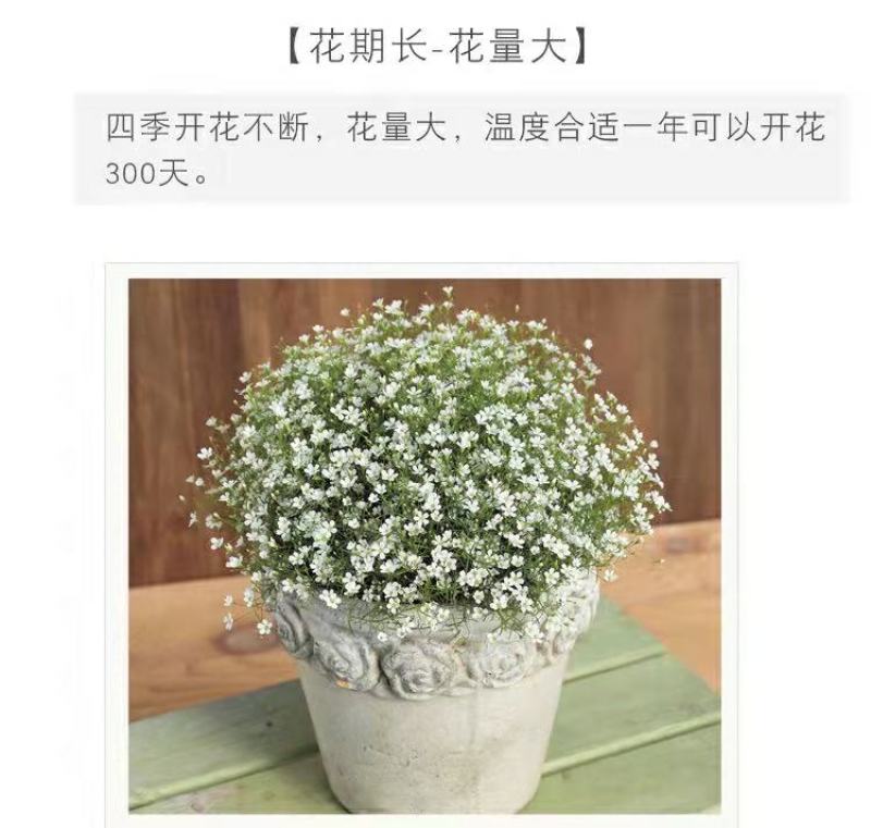 满天星花种子