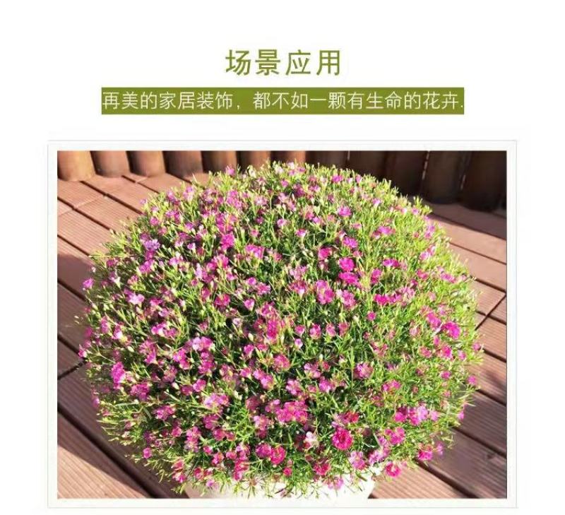 满天星花种子