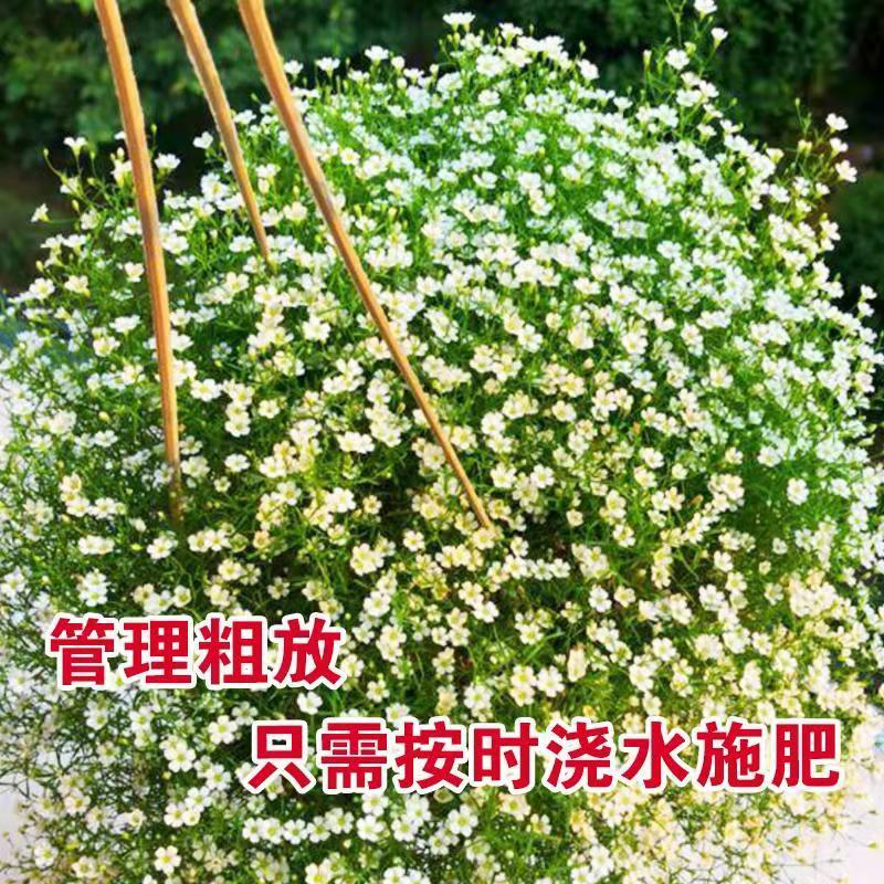 满天星花种子