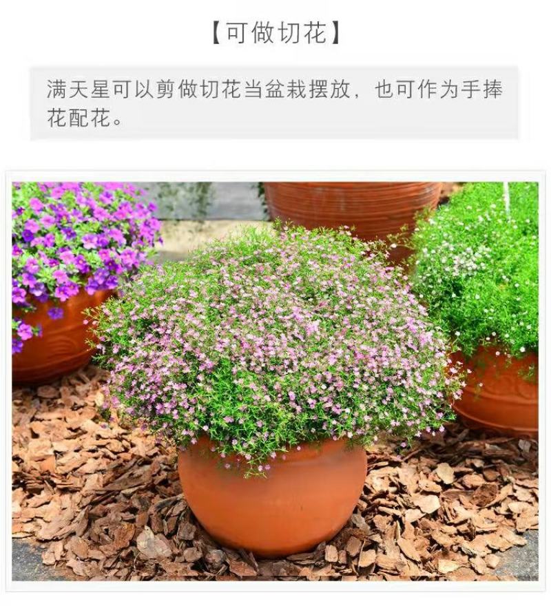 满天星花种子