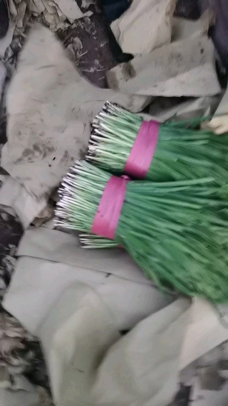 科学技术管理，大棚无公害宽，窄叶，头茬二茬韭菜大量有货