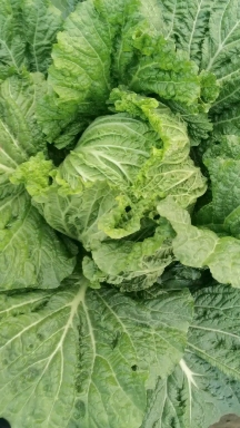 黑土地培育菜心饱满，无病虫害翠绿的北京三号