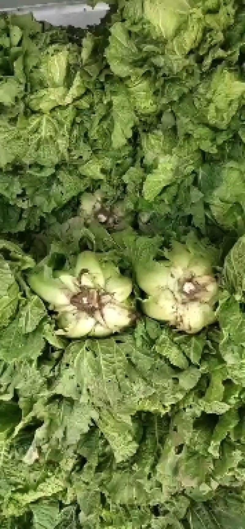 黑土地培育菜心饱满，无病虫害翠绿的北京三号