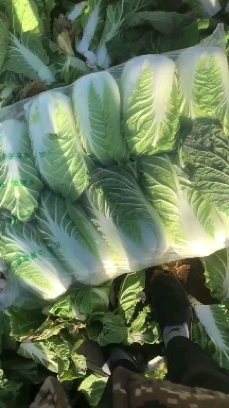 黑土地培育菜心饱满，无病虫害翠绿的北京三号