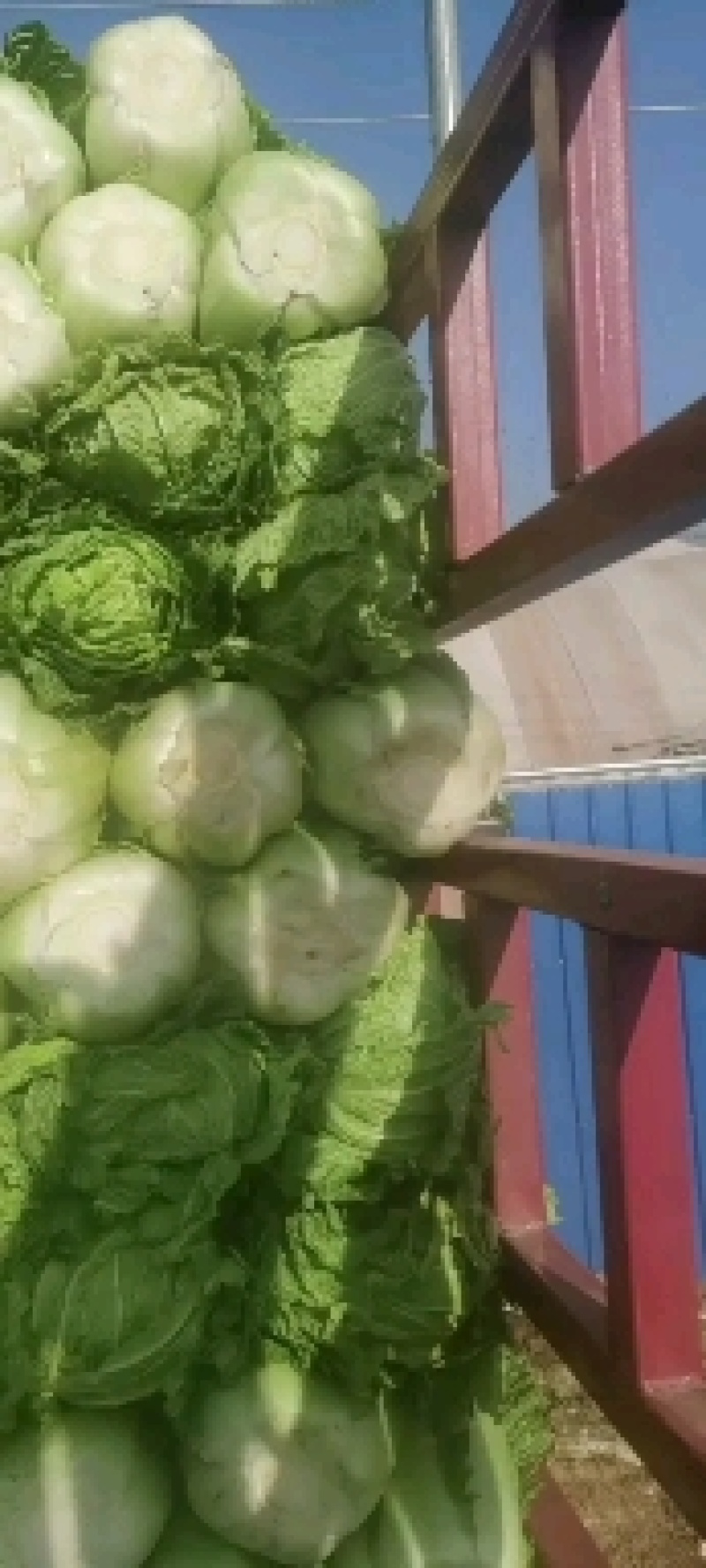 黑土地培育菜心饱满，无病虫害翠绿的北京三号