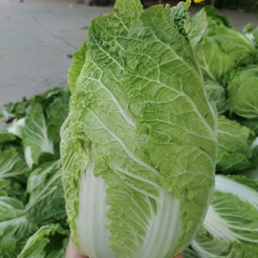 黑土地培育菜心饱满，无病虫害翠绿的北京三号