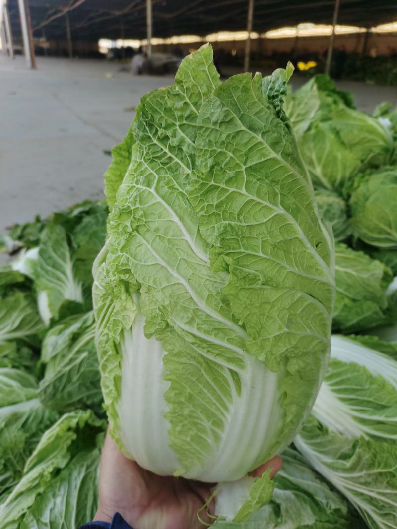 黑土地培育菜心饱满，无病虫害翠绿的北京三号