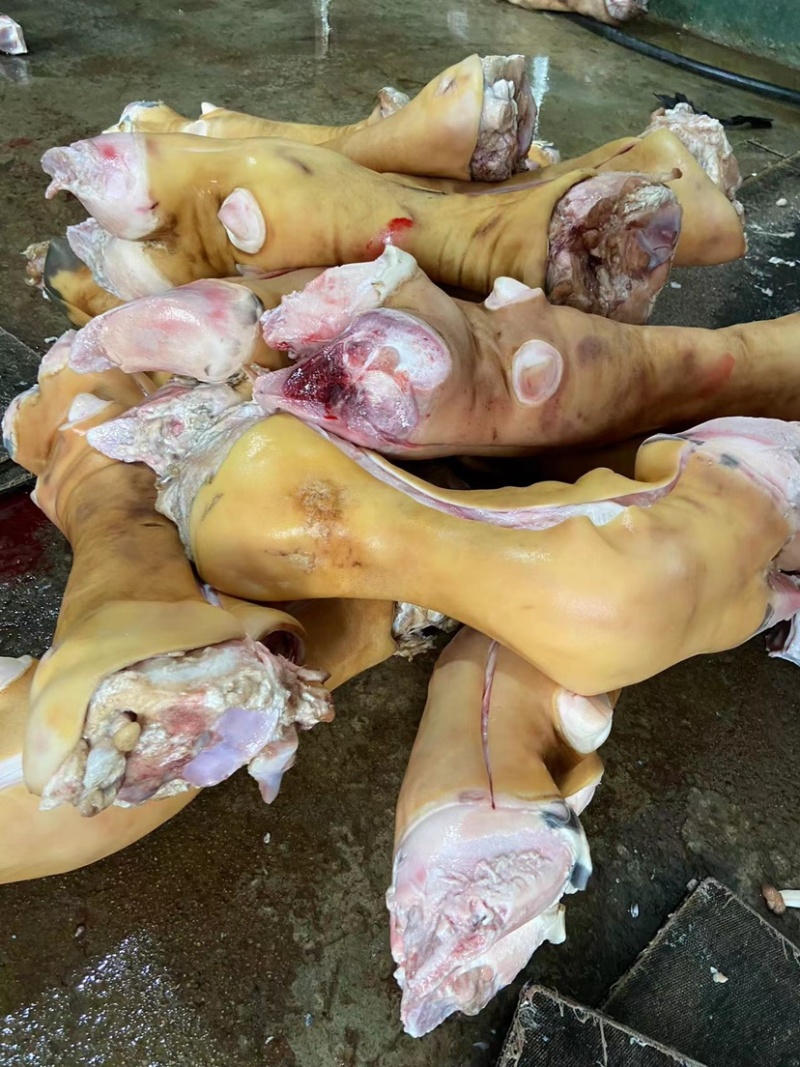 火烧毛牛蹄大公牛带骨牛蹄干净无毛欢迎前来订购