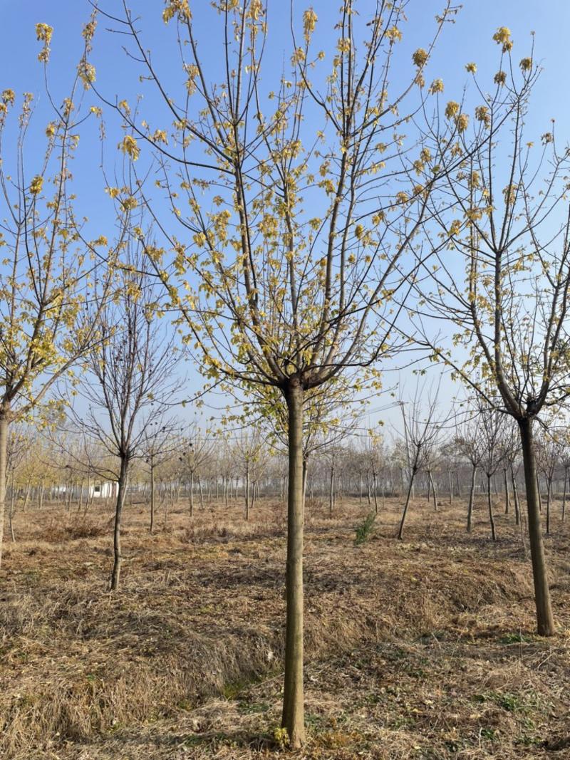金叶复叶槭，胸径8-10公分.全生冠杆直冒圆一级树