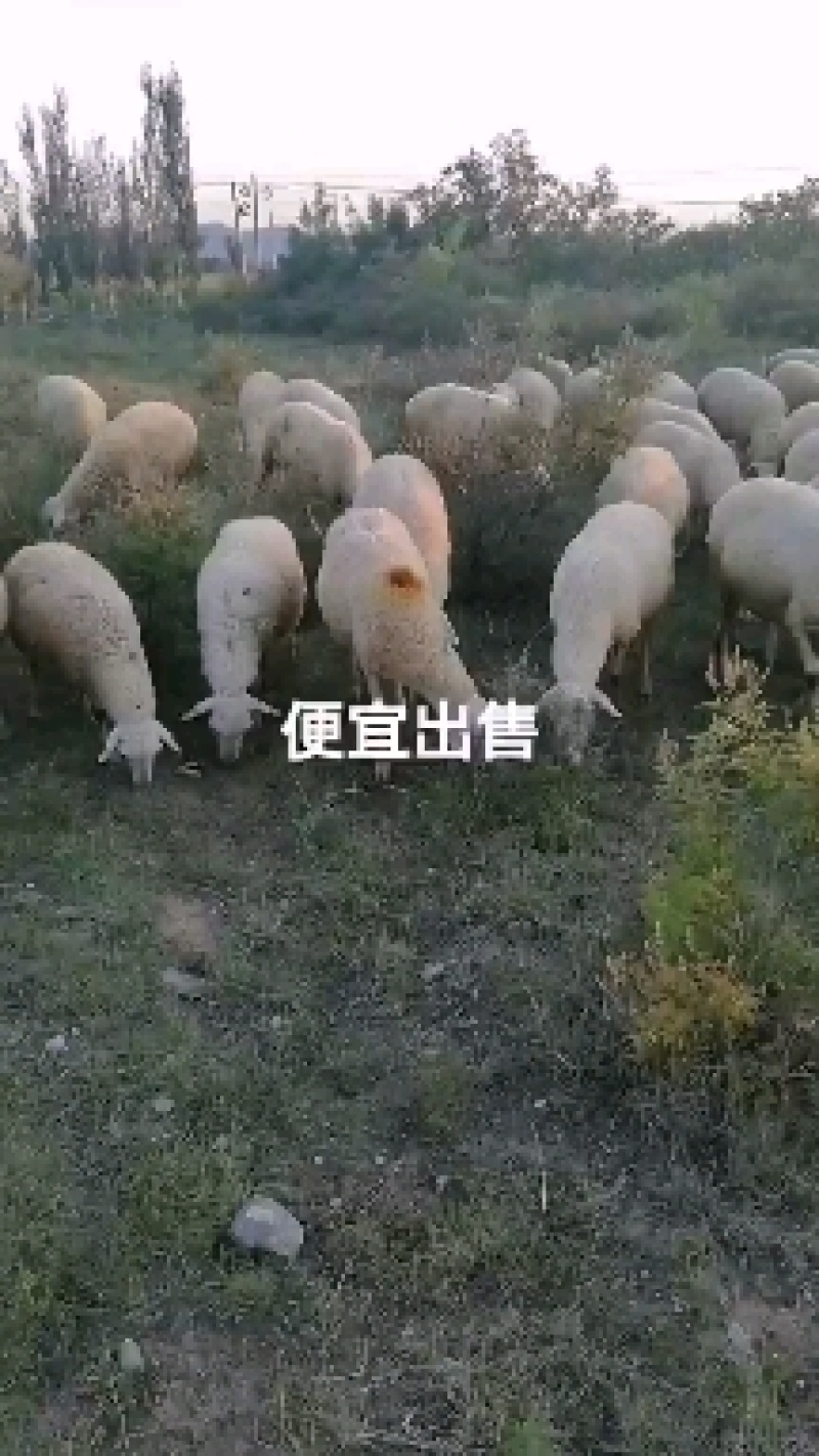 山羊80~110斤/头绵羊大量有需要的联系羊好合作共赢