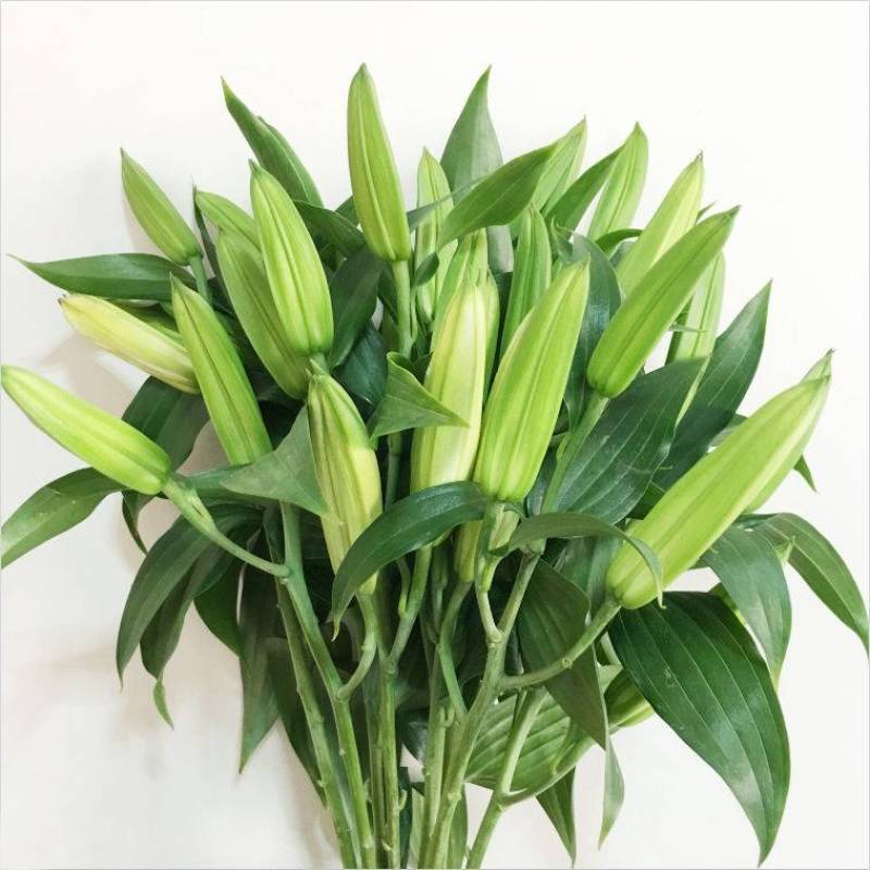 云南昆明百合花白百合，产地直发，现摘现发，西伯利亚