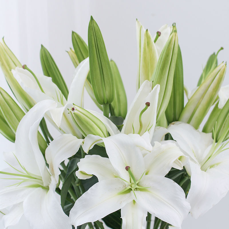 云南昆明百合花白百合，产地直发，现摘现发，西伯利亚