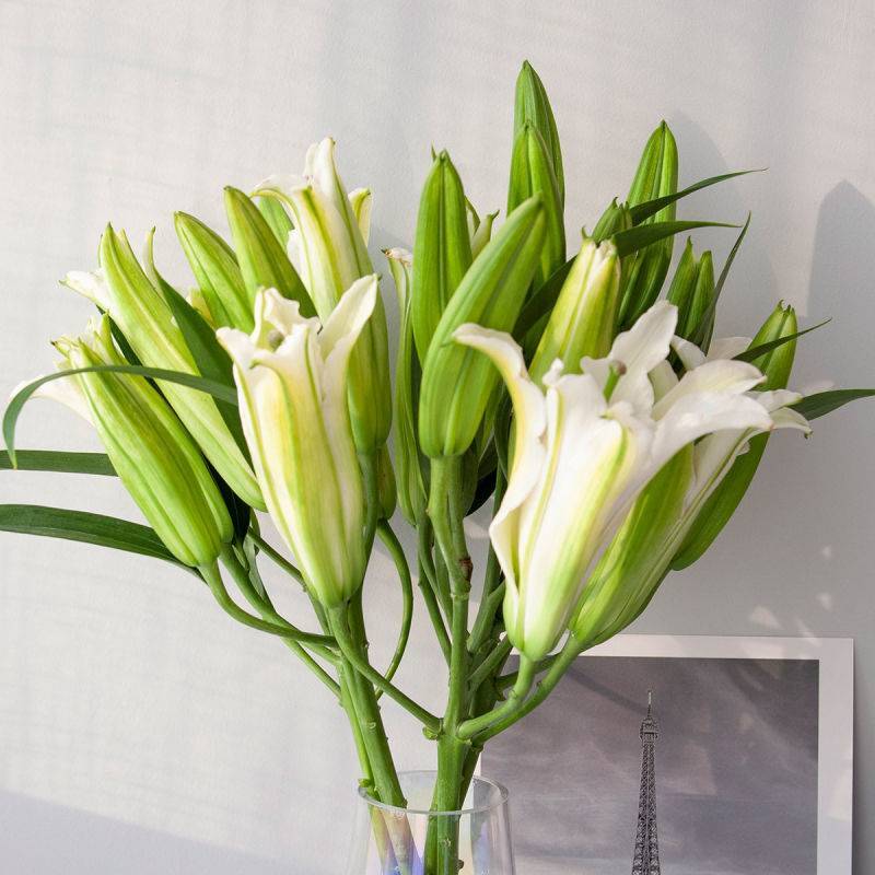 云南昆明百合花白百合，产地直发，现摘现发，西伯利亚