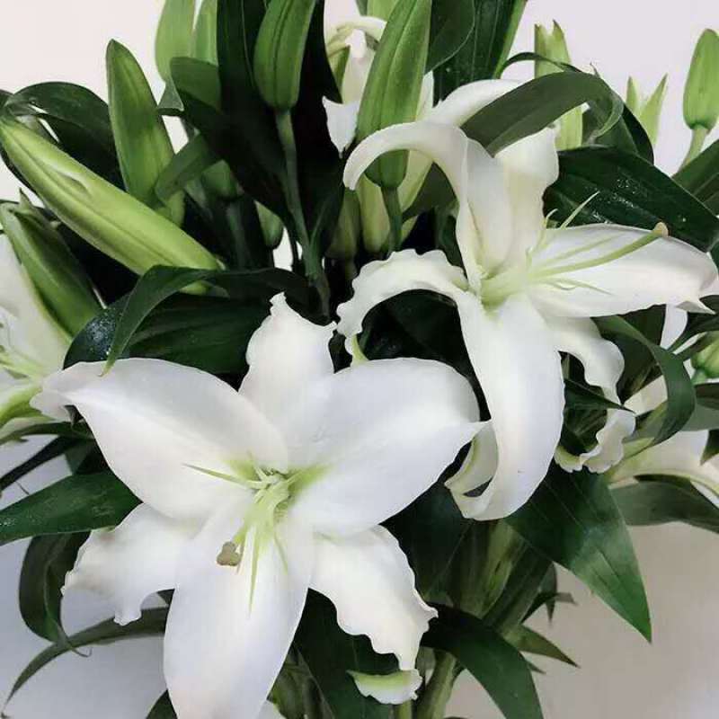 云南昆明百合花白百合，产地直发，现摘现发，西伯利亚