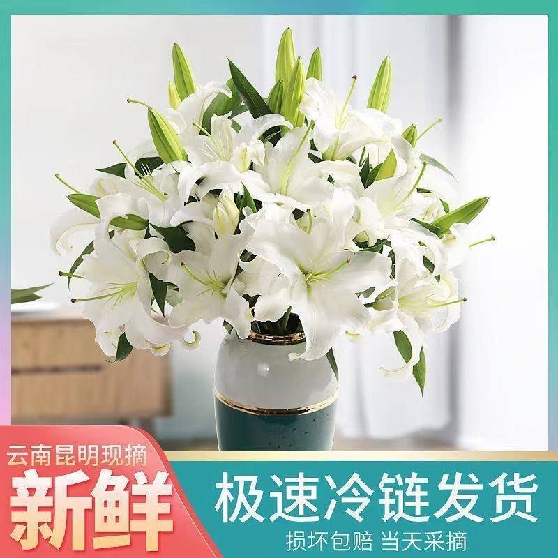 云南昆明百合花白百合，产地直发，现摘现发，西伯利亚