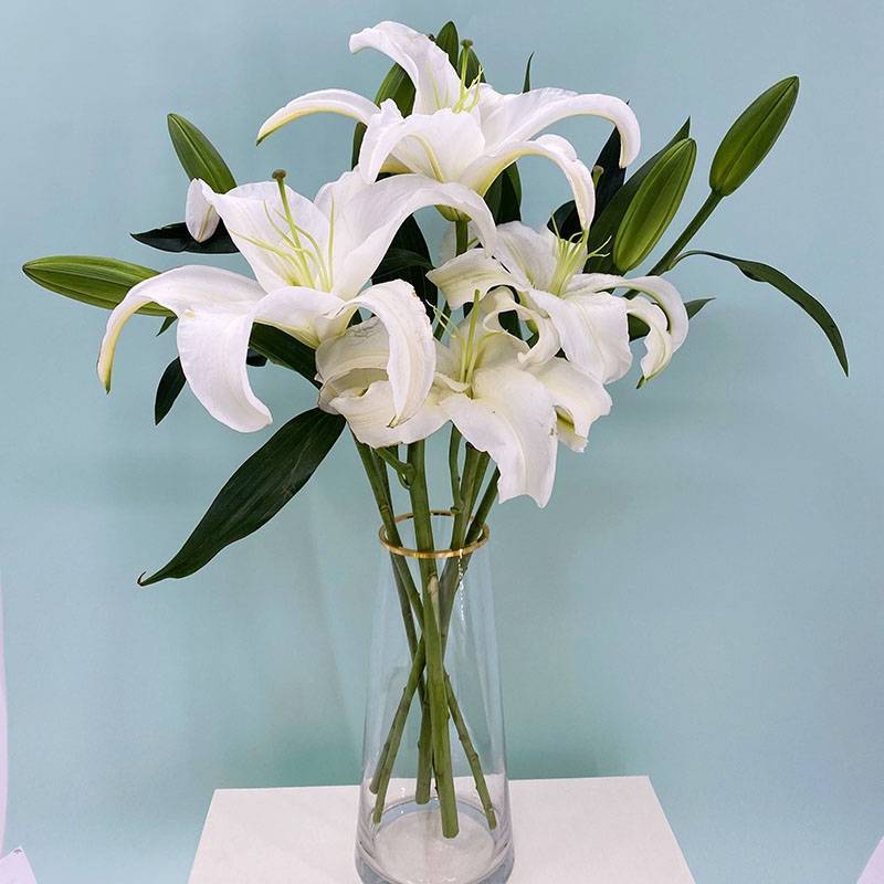 云南昆明百合花白百合，产地直发，现摘现发，西伯利亚