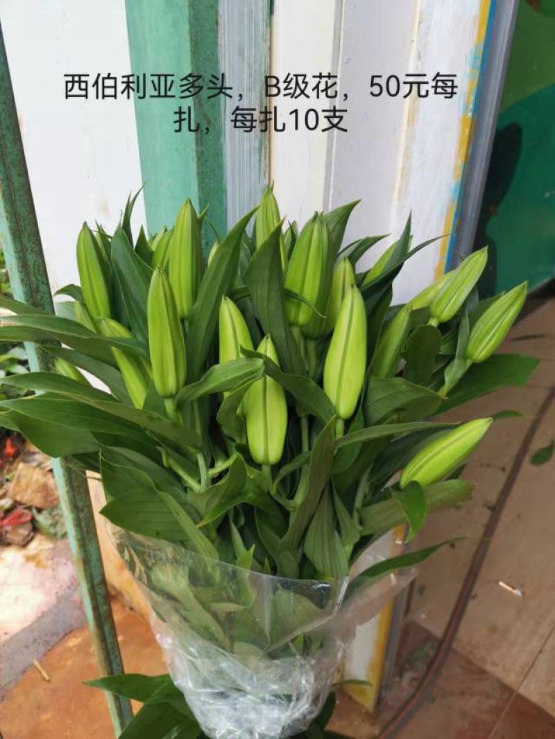 云南昆明百合花白百合，产地直发，现摘现发，西伯利亚