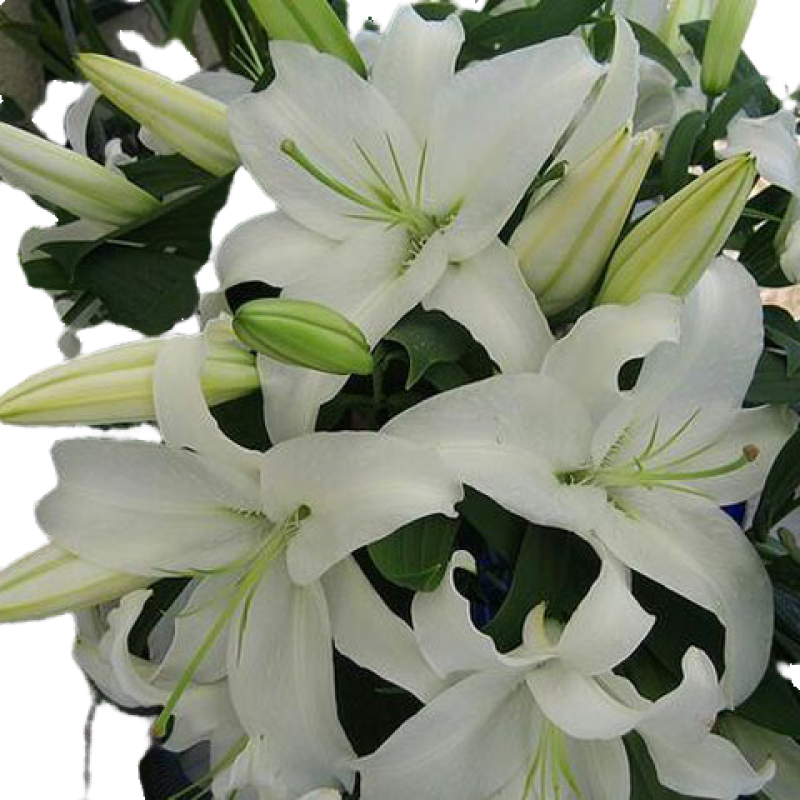 云南昆明百合花白百合，产地直发，现摘现发，西伯利亚