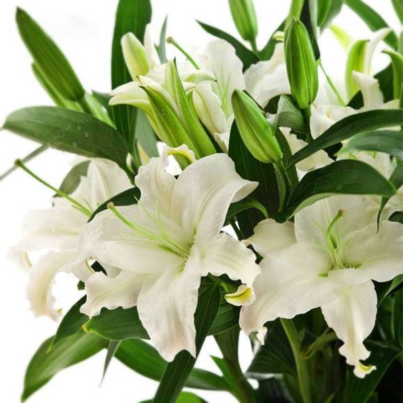 云南昆明百合花白百合，产地直发，现摘现发，西伯利亚