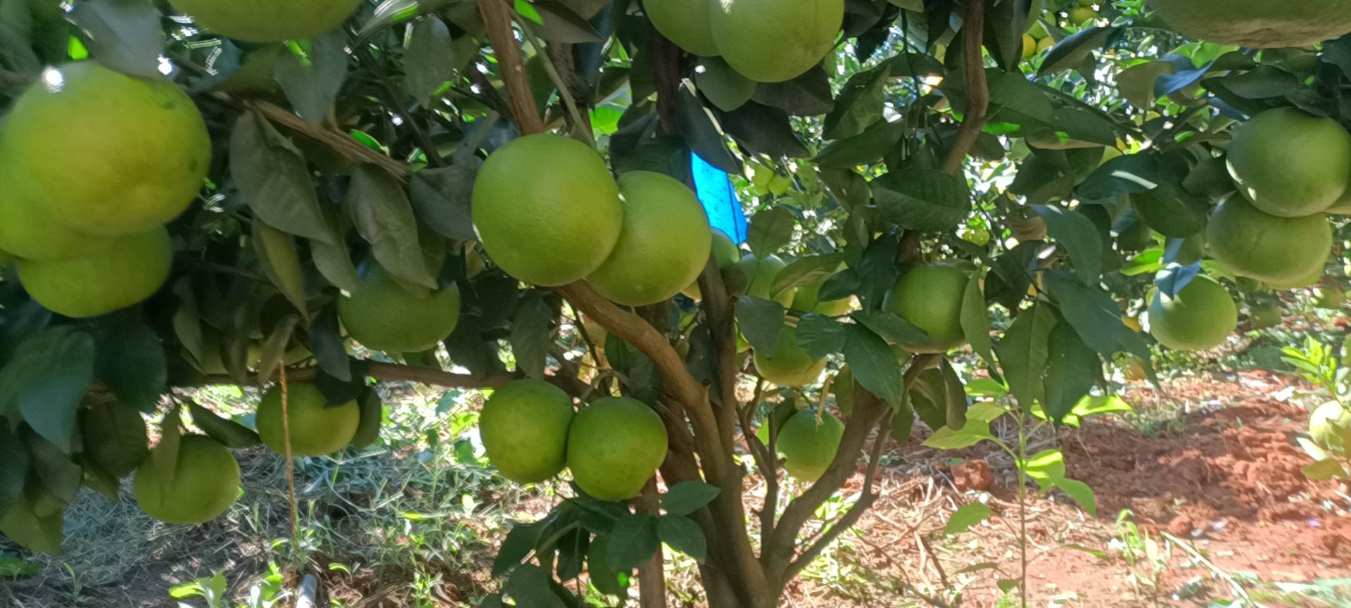 展示胡柚与葡萄柚的果实外观对比,左侧为胡柚,右侧为葡萄柚 胡柚与葡萄柚对比图