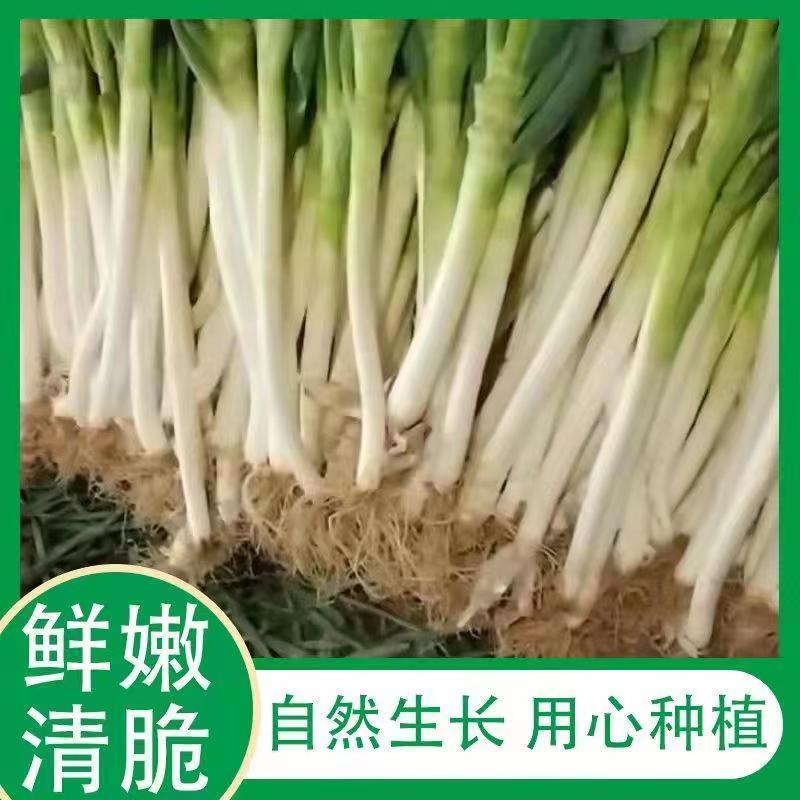 大葱，周口长白大葱，自种自销，产地现挖，带跟发货全国发货