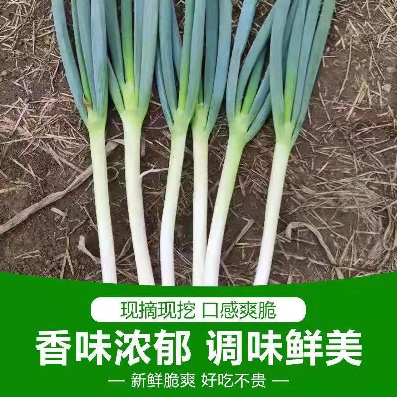 大葱，周口长白大葱，自种自销，产地现挖，带跟发货全国发货