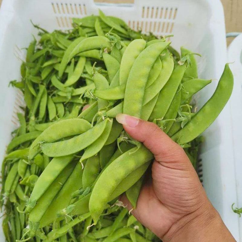 荷兰豆种子，高产。优质，早熟，矮茎，