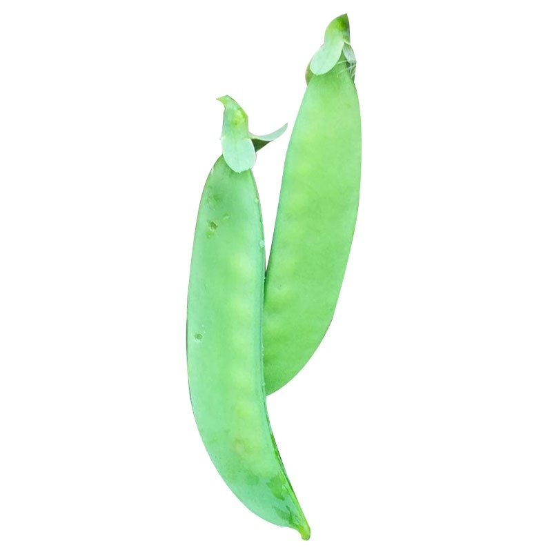 荷兰豆种子，高产。优质，早熟，矮茎，