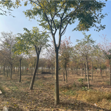 榉树红榉，胸径12-18公分，杆直冒圆，一级树.